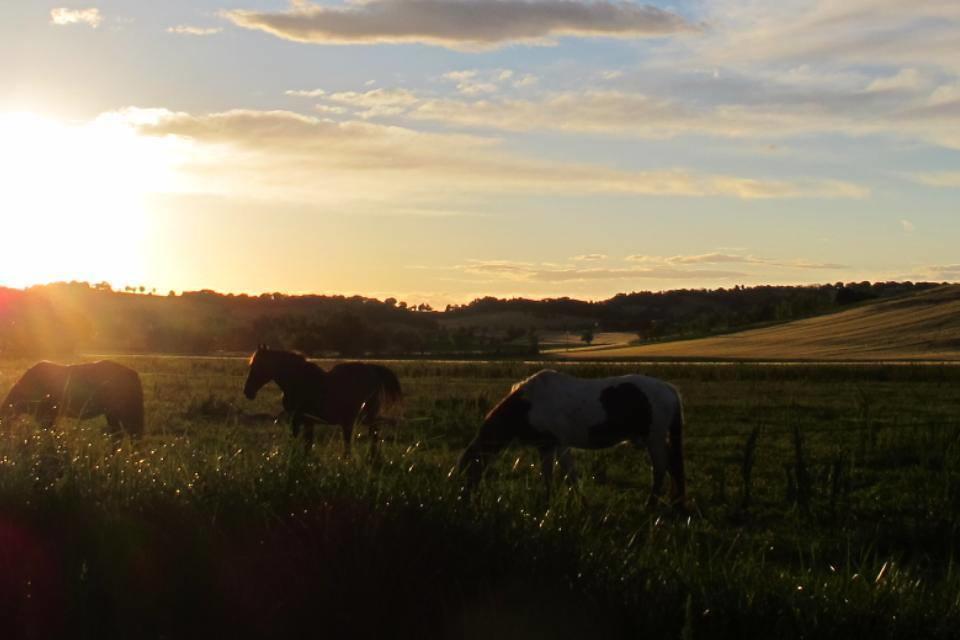 Agriturismo Hornos Numana Eksteriør billede